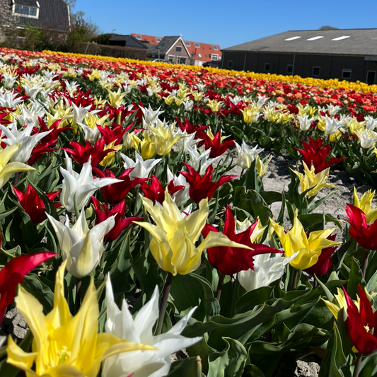 Ontdek de Complete Voorjaarscollectie Tulpen en Alliums