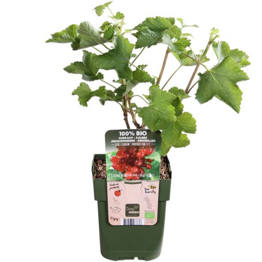 Fruitplanten: waar moet je op letten?