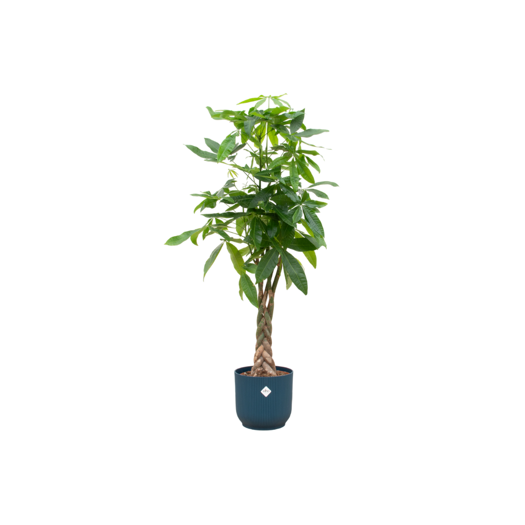 Pachira Aquatica + Elho Vibes Fold Round blauw | Ø30 - ↕150 cm