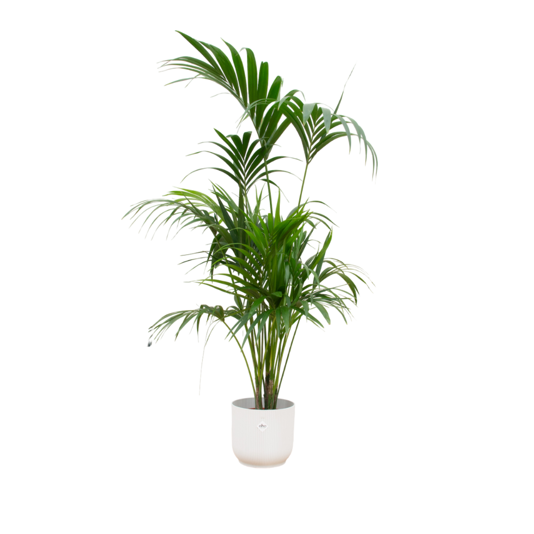 Kentia palm + Elho Vibes Fold Round wit | Ø30 - ↕180 cm