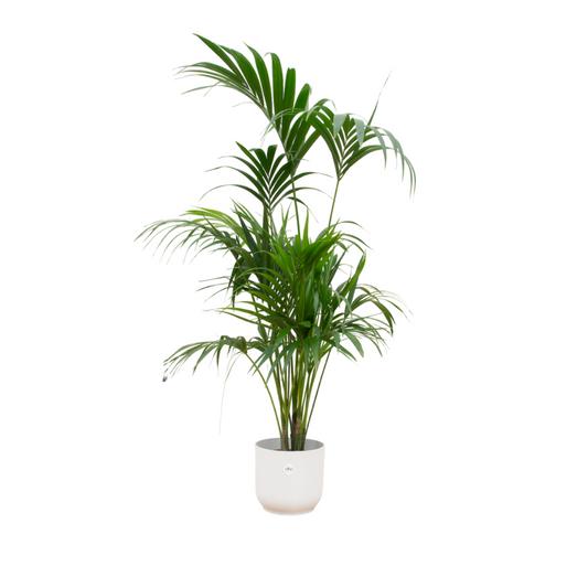 Kentia palm | ↕180cm - Ø30 + Elho Vibes Fold Round wit