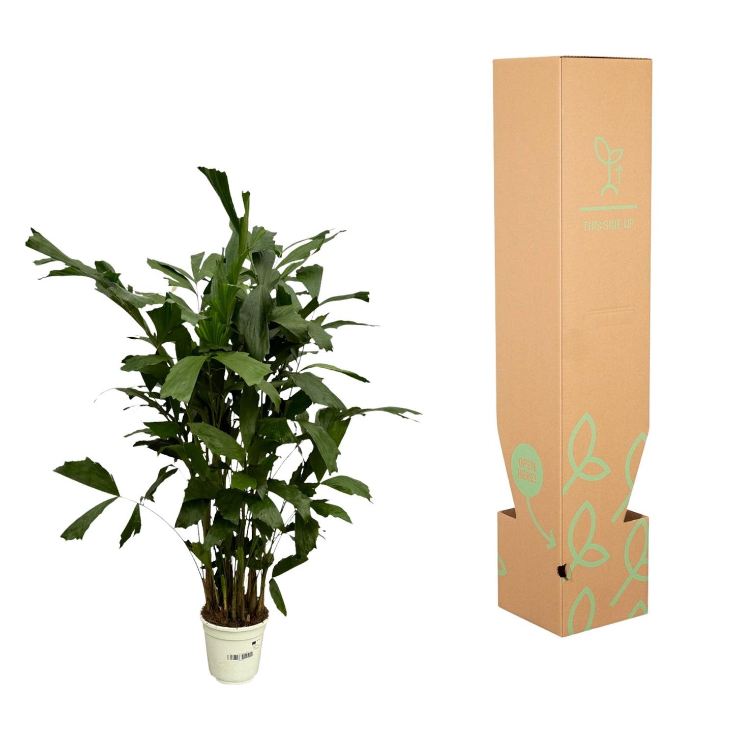 Caryota Mitis | ↕130 cm - Ø19cm