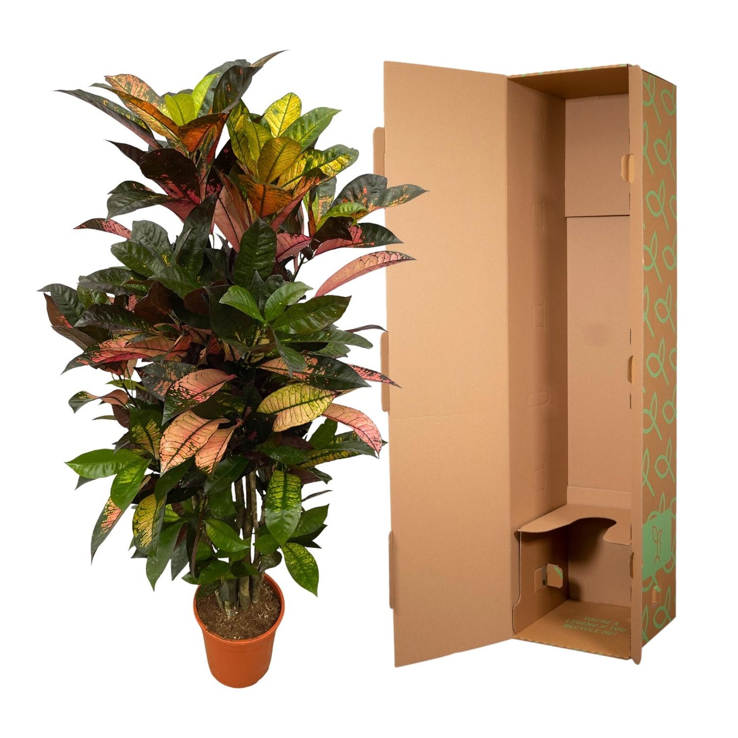 Codiaeum (Croton) Iceton vertakt | ↕120 cm - Ø24cm