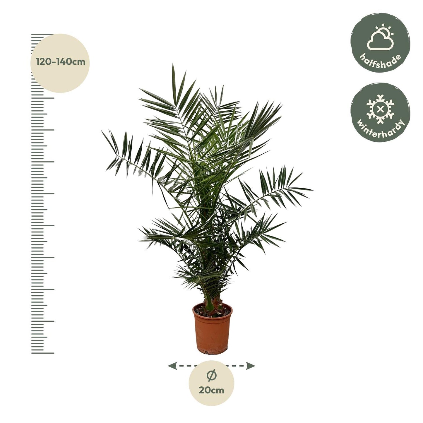 Phoenix Canariensis - 140cm hoog- 21cm doorsnede