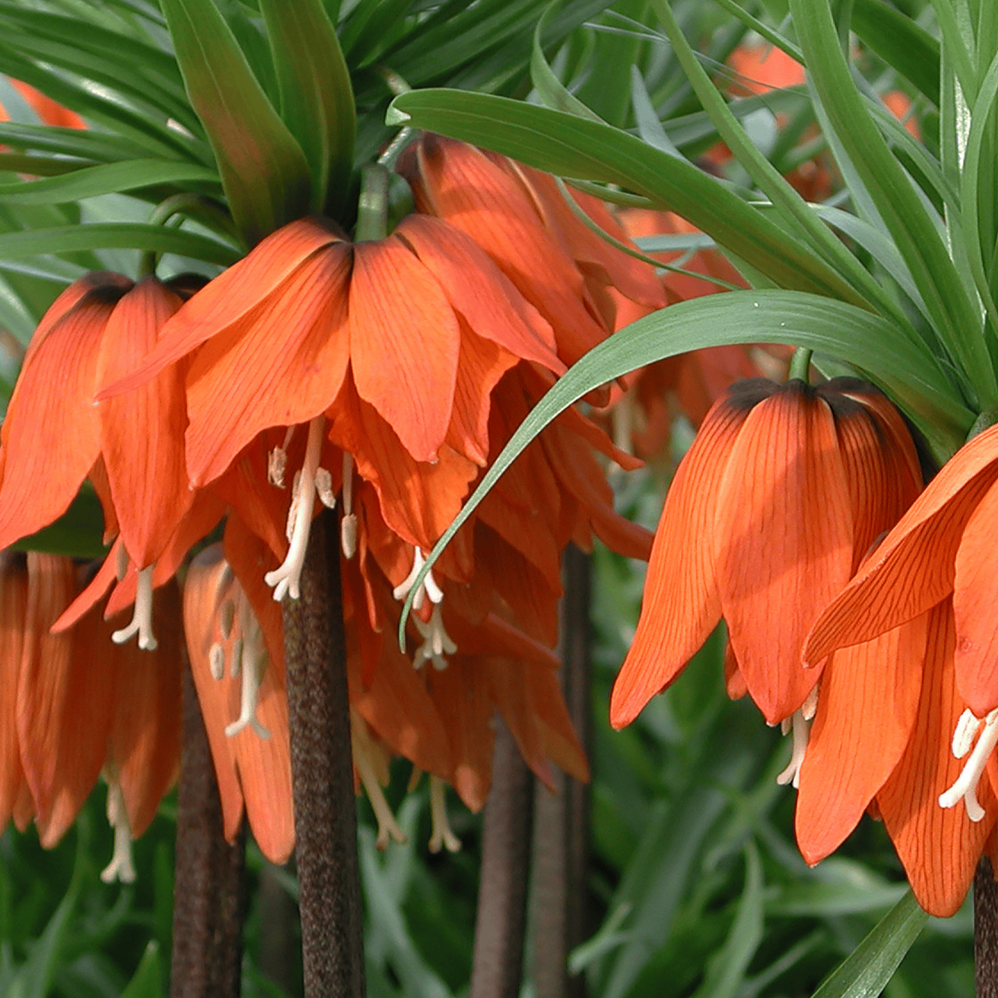 Fritillaria Keizerskroon Rubra rood/oranje 5 stuks