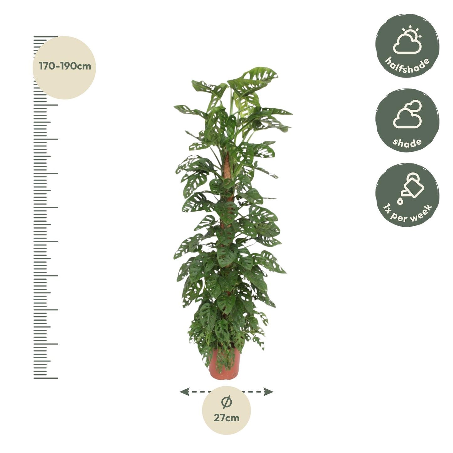 Monstera Monkey Leaf mosstok | ↕170 cm - Ø27cm