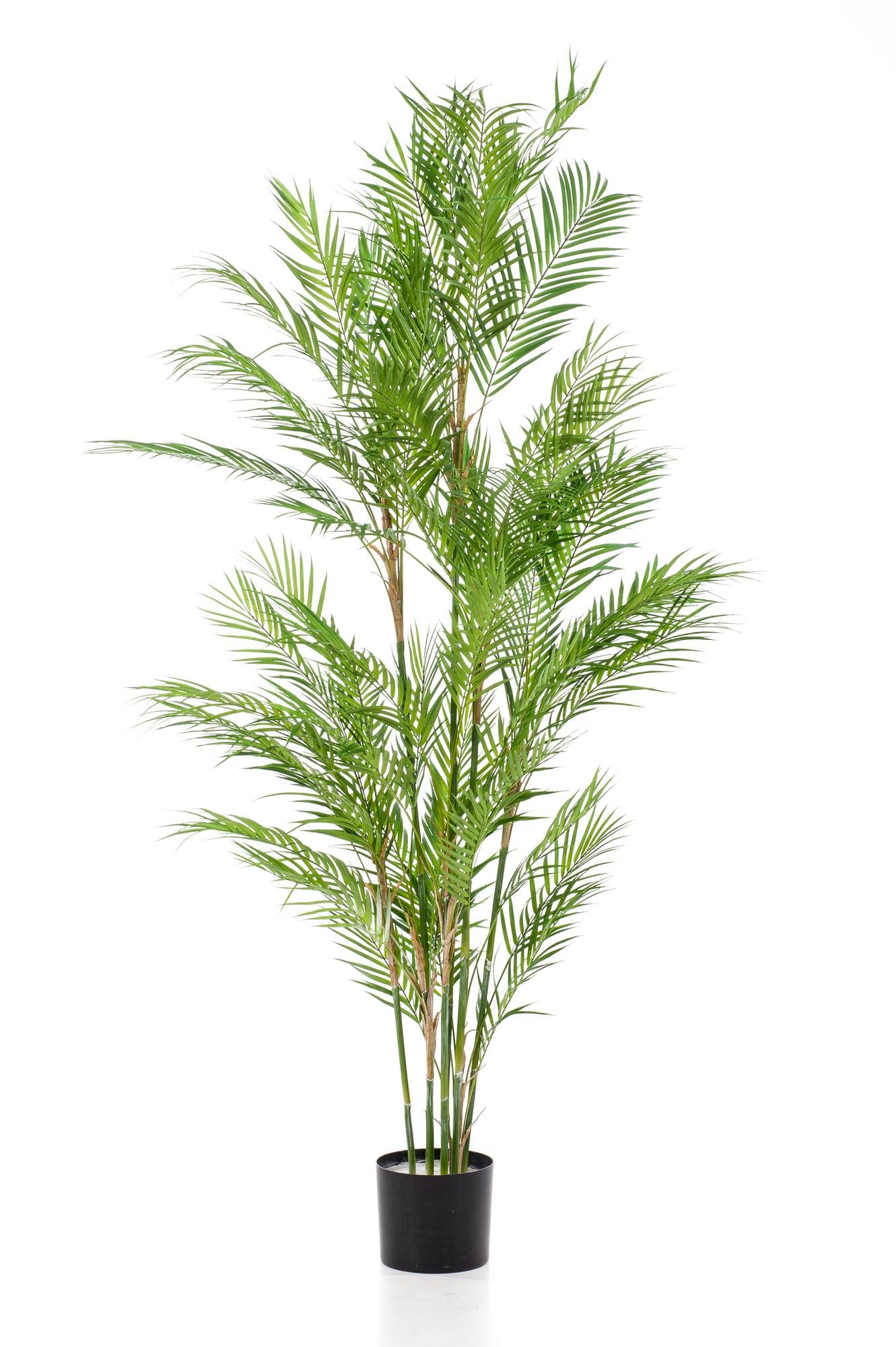 Chamaedorea Elegans - Bergpalm | ↕180 cm - Kunstplant