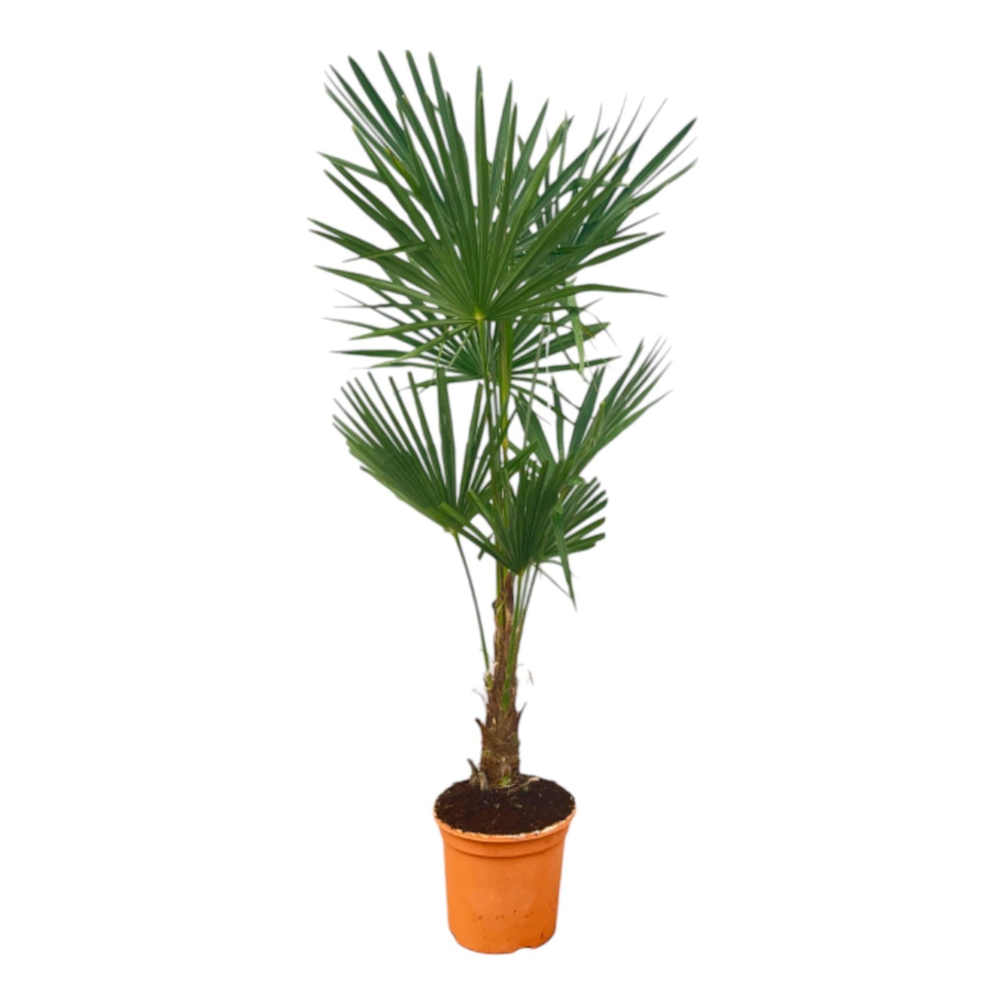 Trachycarpus Fortuneii | ↕120-160cm - Ø27cm