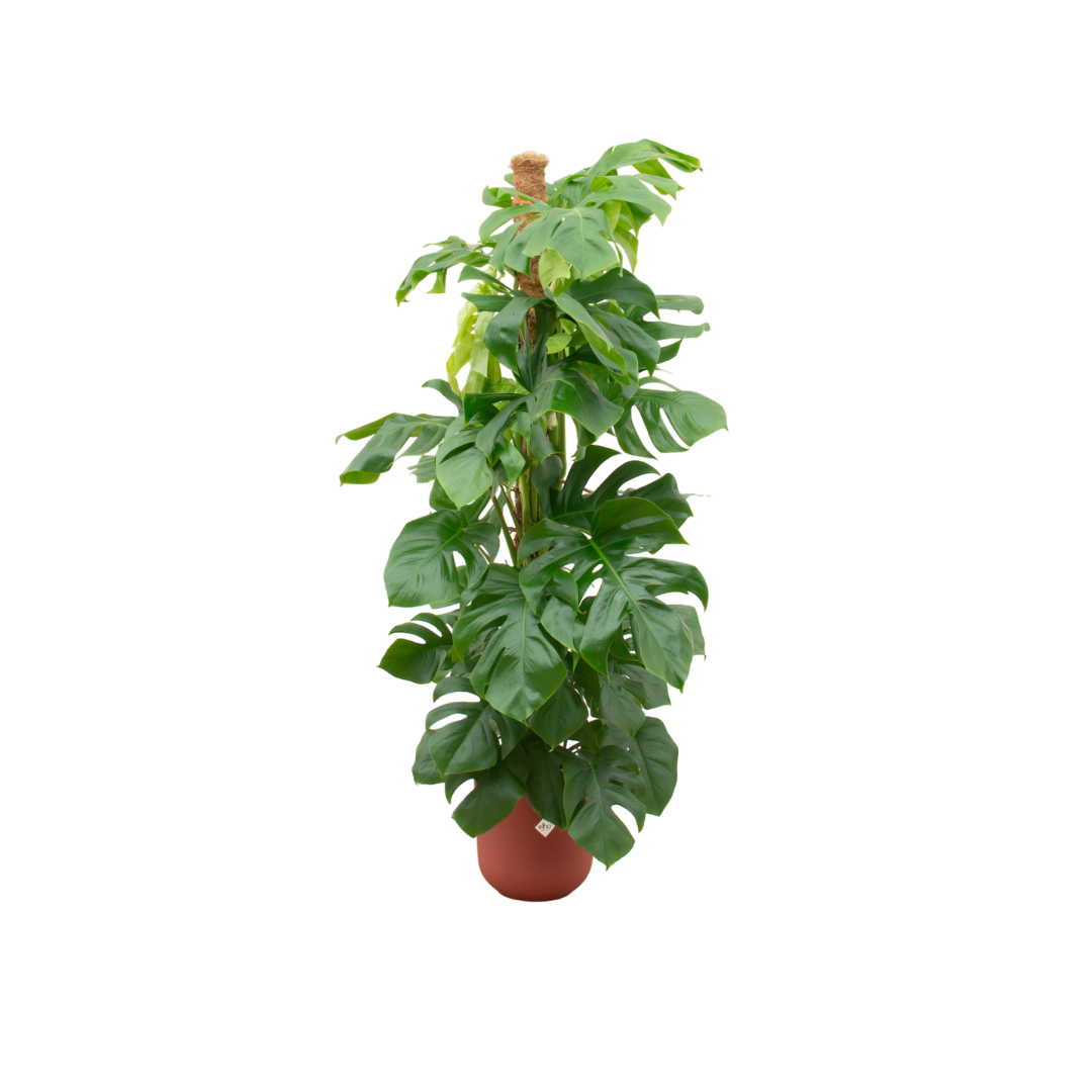 Combi deal - Monstera Pertusum XL + Elho Jazz Round rood | Ø26 cm - ↕150 cm