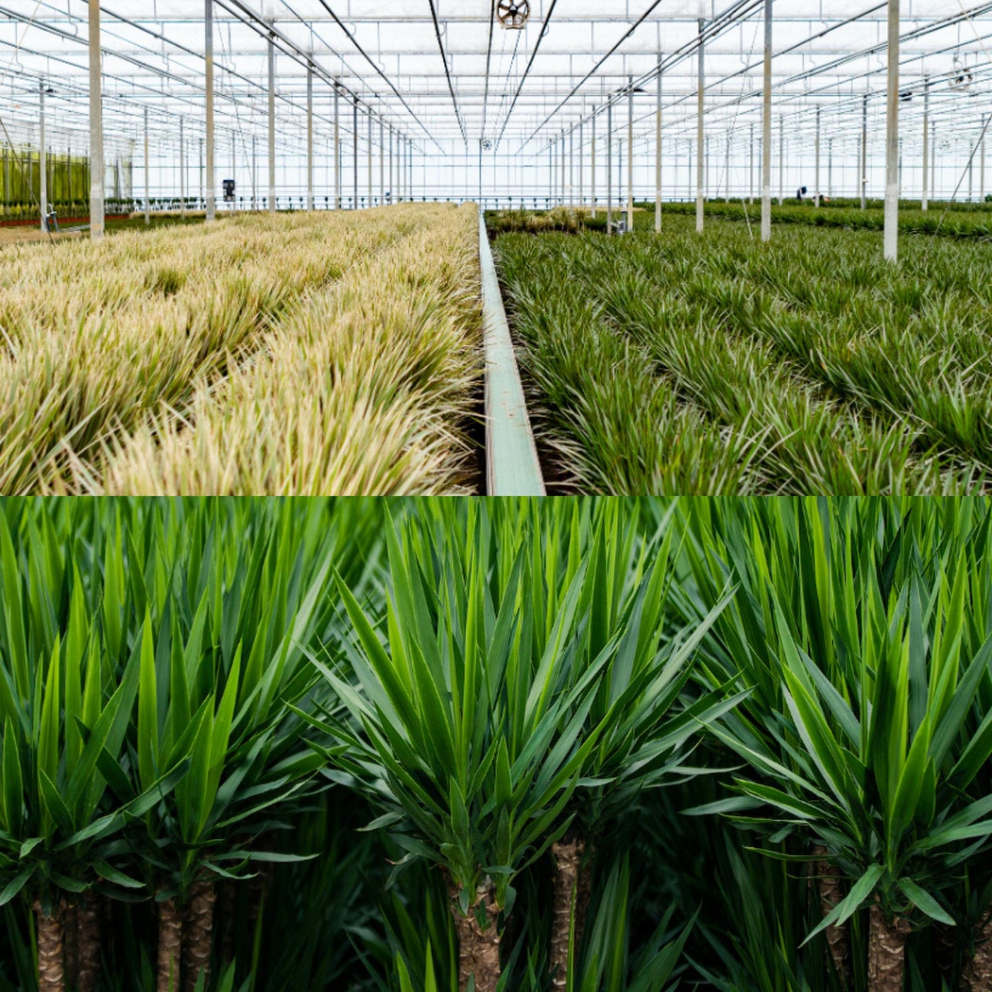 Dracaena 70cm hoog - 17cm doorsnede + Yucca 90cm hoog - 17cm doorsnede