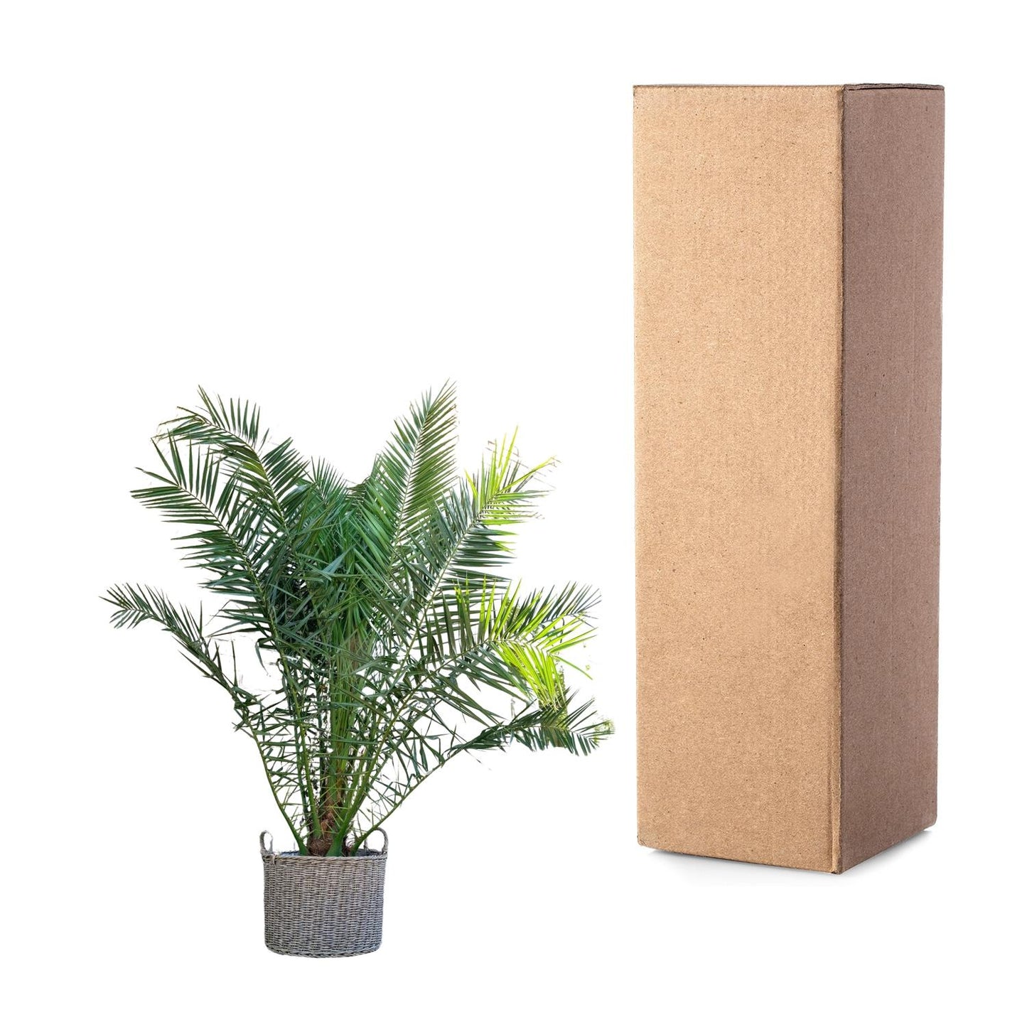 Phoenix Canariensis | ↕300cm - Ø50cm