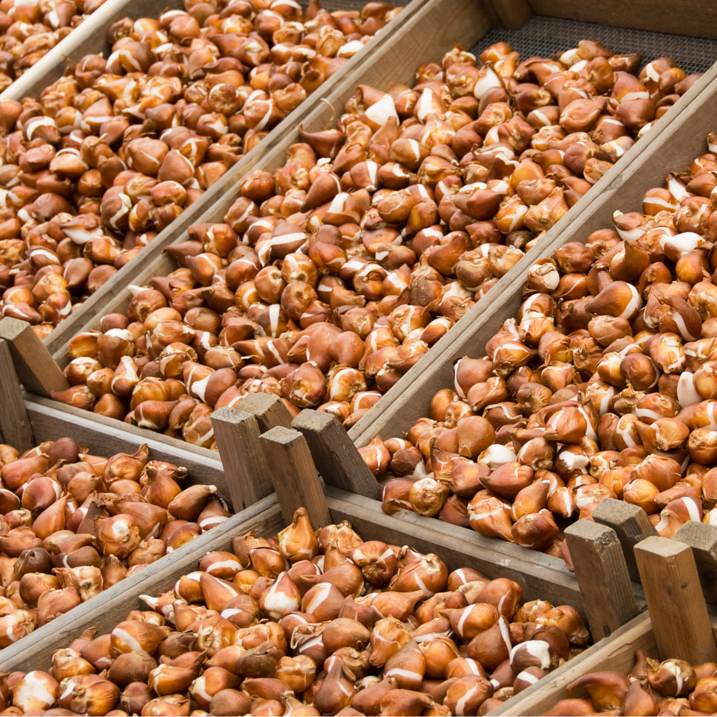 20x Tulpenbollen Jan Seignette – Rood-Geel Gestreepte Tulp