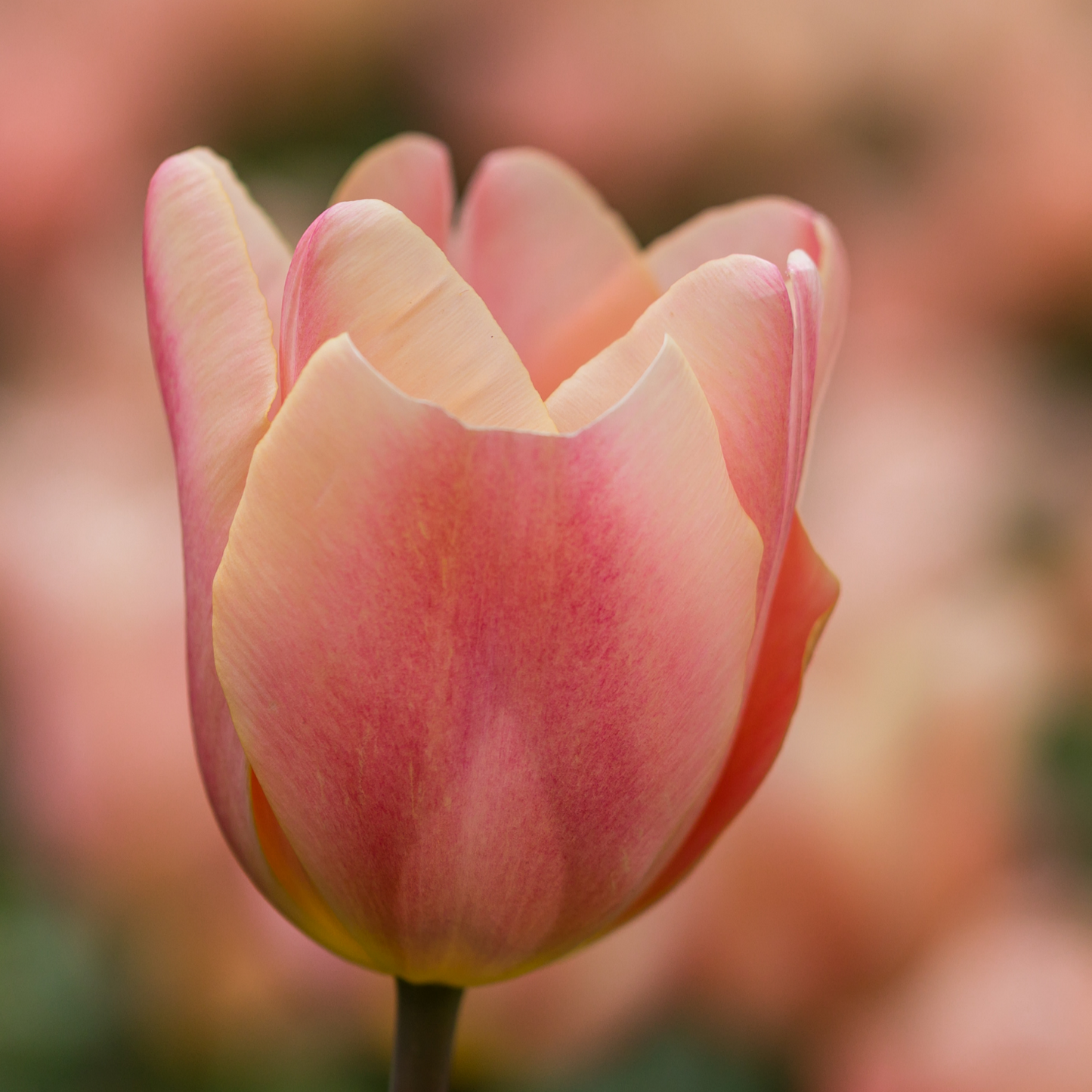 20x Tulpenbollen Apricot Foxx – Zalmroze Tulp