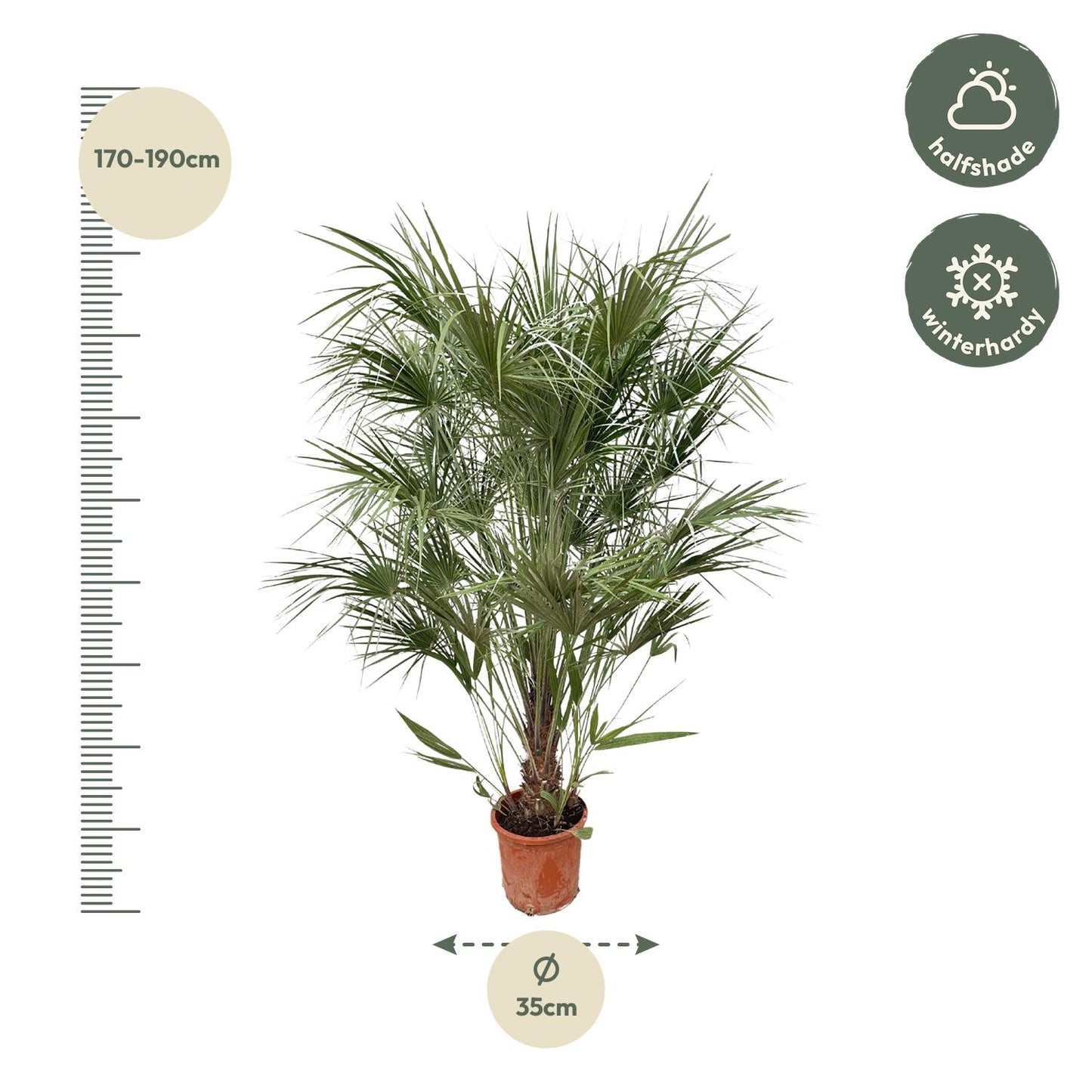 Chamaerops Humilis struik | ↕170cm - Ø30cm