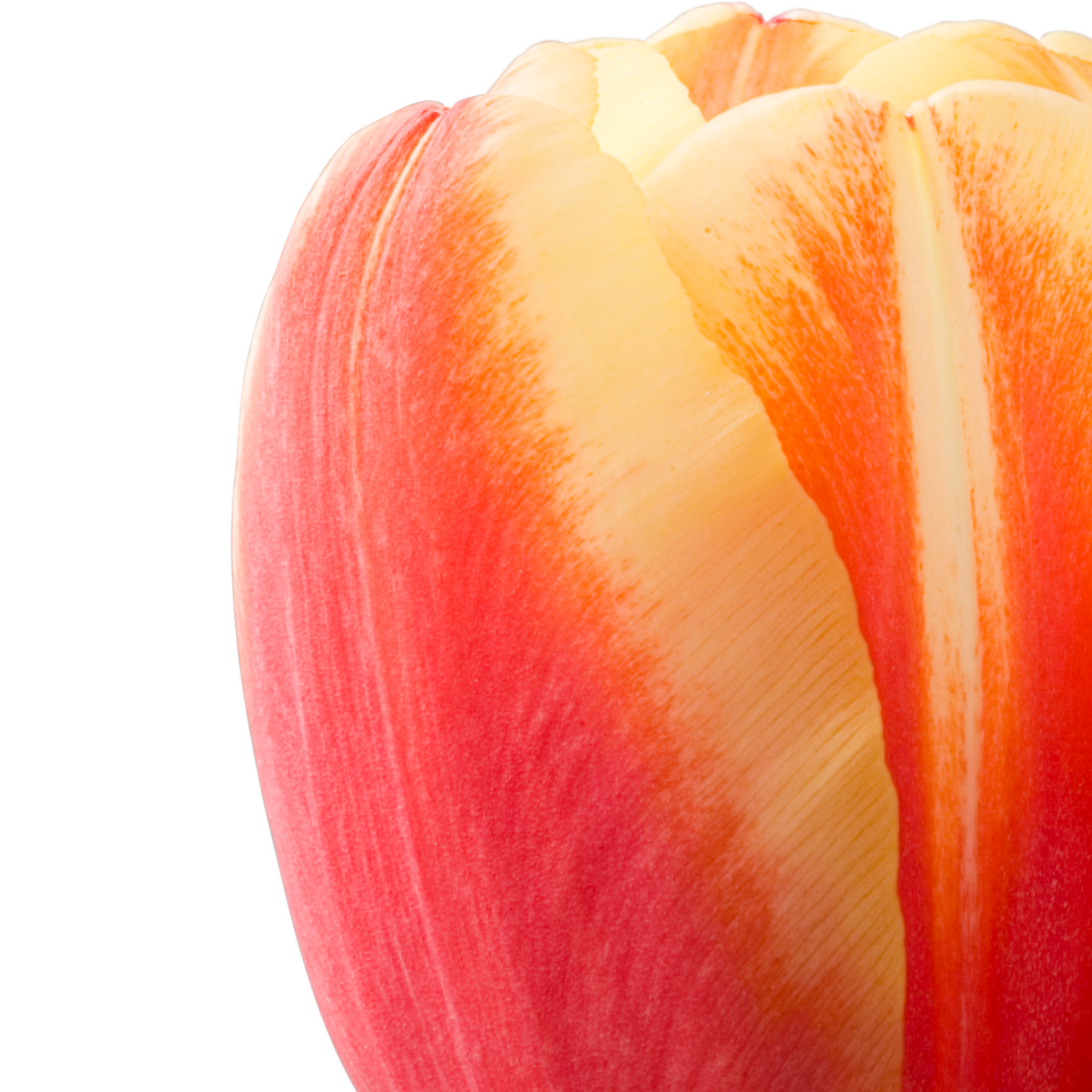 20x Tulpenbollen Jan Seignette – Rood-Geel Gestreepte Tulp