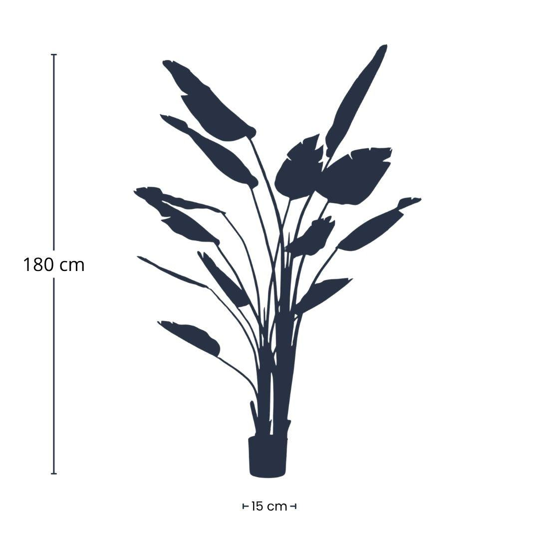 Strelitzia nicolai | ↕180 cm- In zwarte pot - Kunstplant