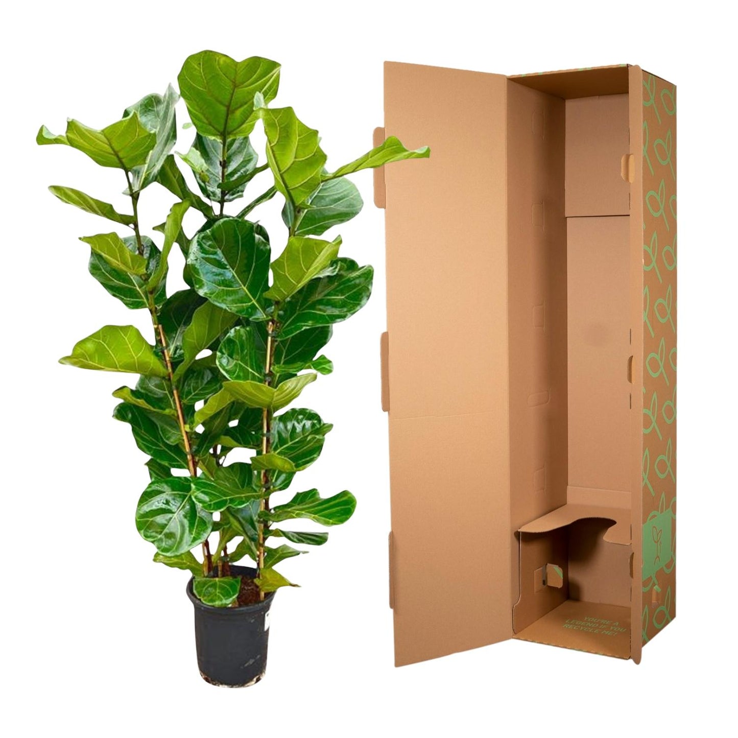 Ficus Lyrata struik | ↕155 cm - Ø27cm