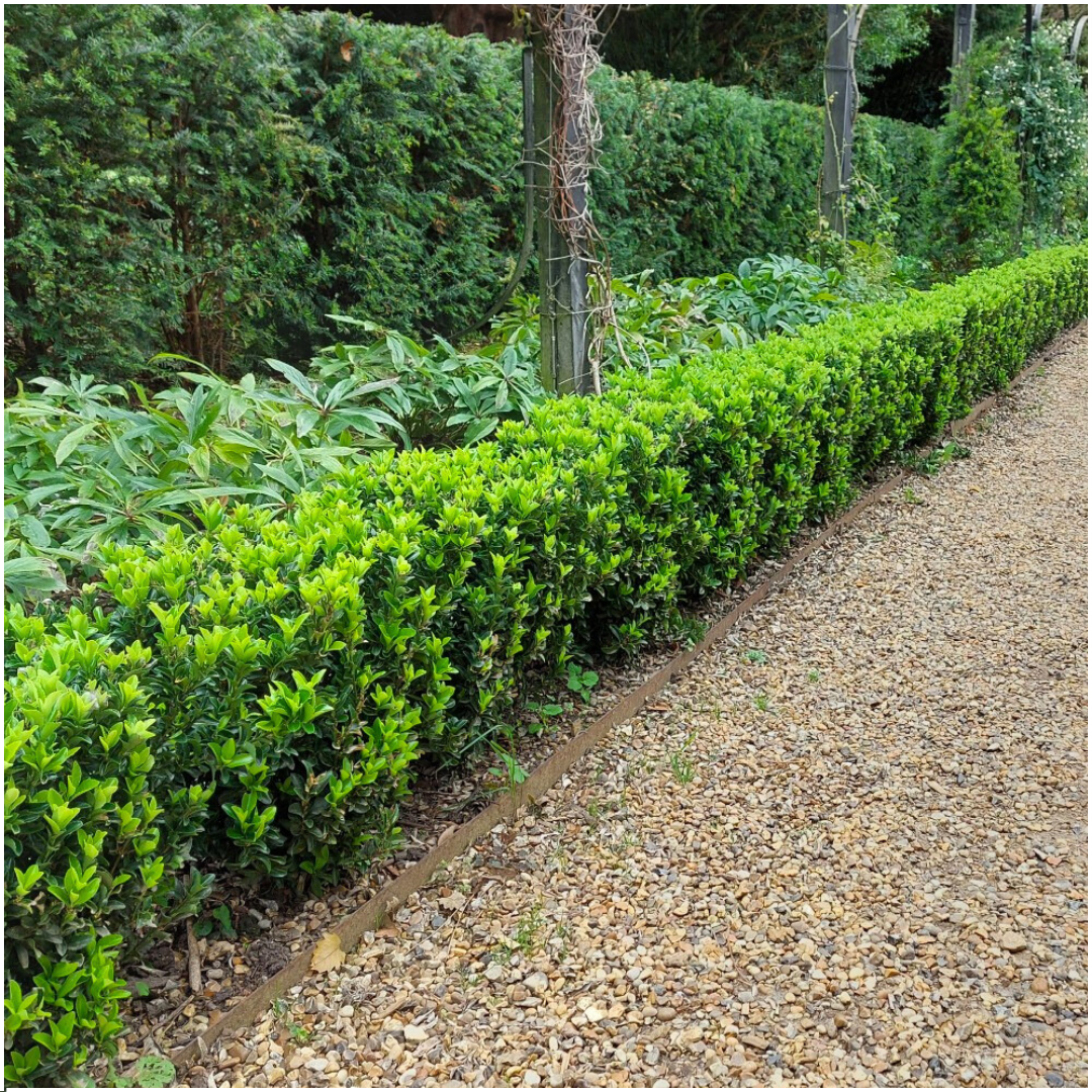 72 x Euonymus Green Spire | Ø7 cm - ↕15 cm