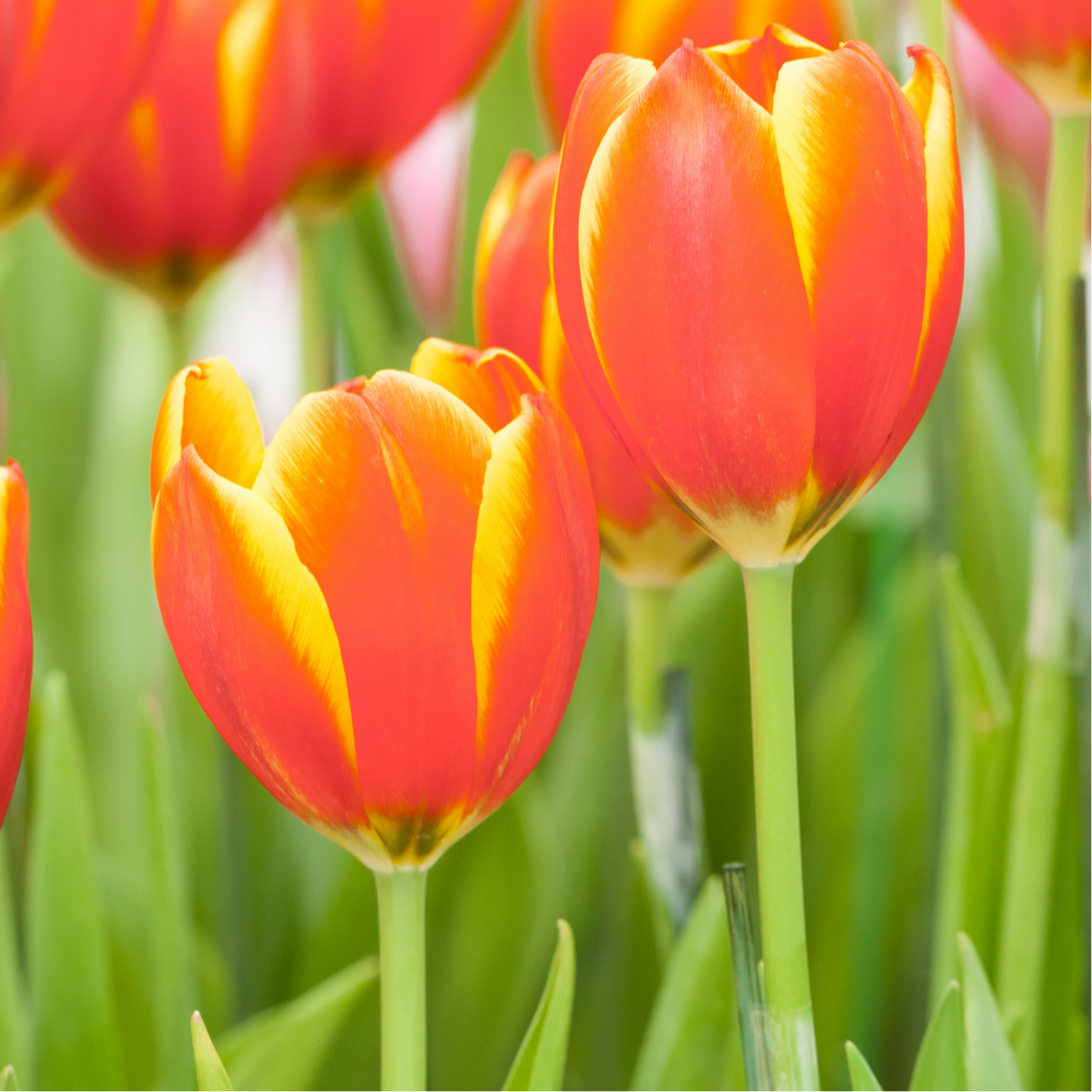 20x Tulpenbollen Dow Jones – Rood-Geel Gestreepte Tulp