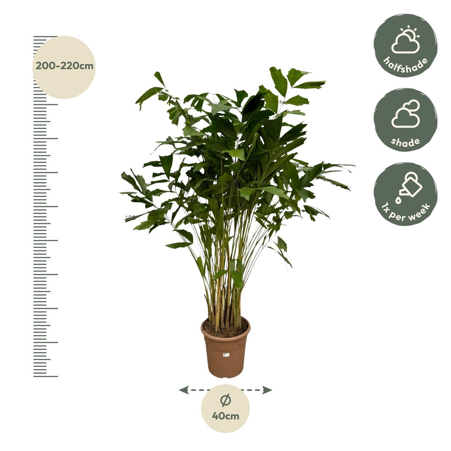 Caryota Mitis | ↕250 cm - Ø32cm