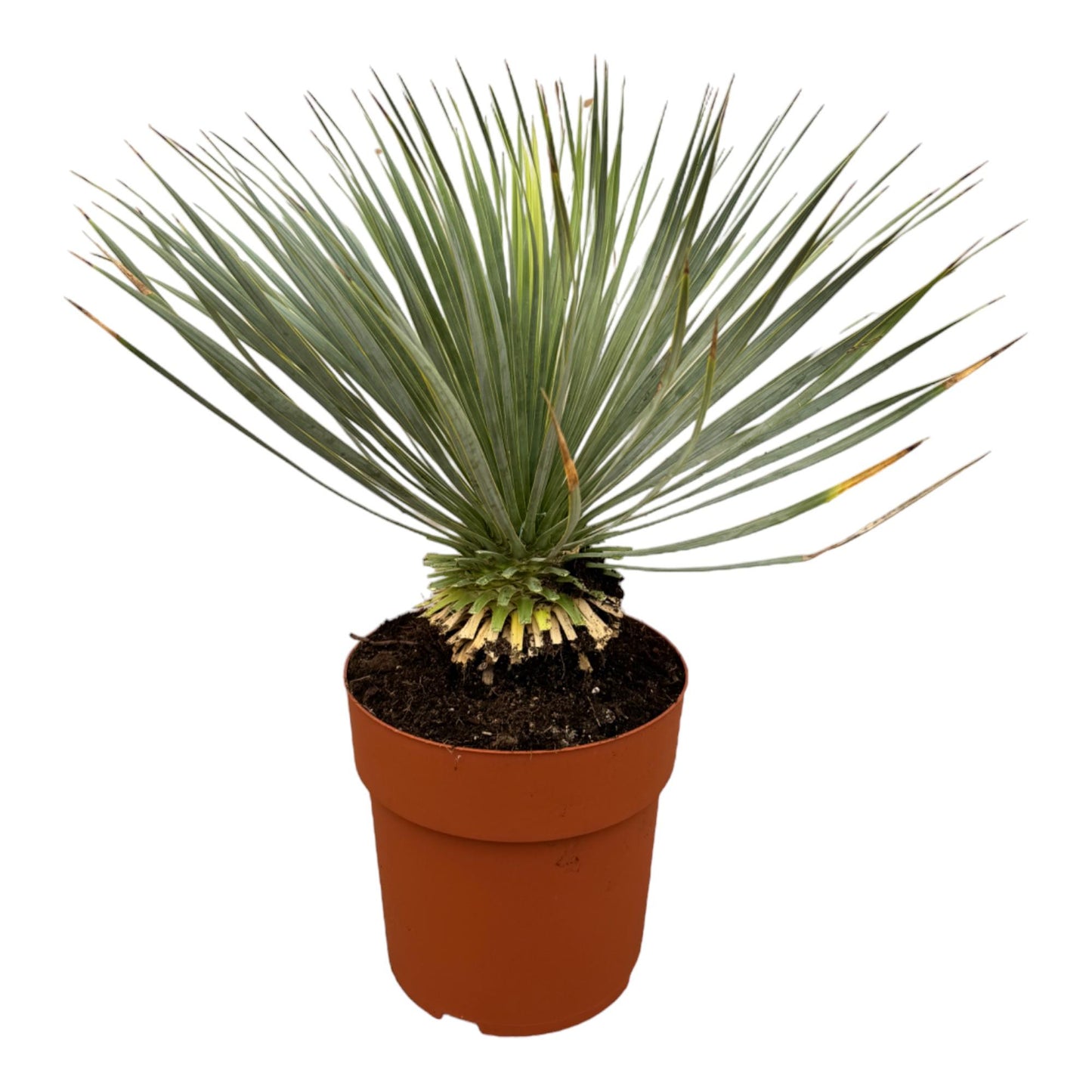 Yucca Rostrata op stam | ↕70 cm - Ø27cm