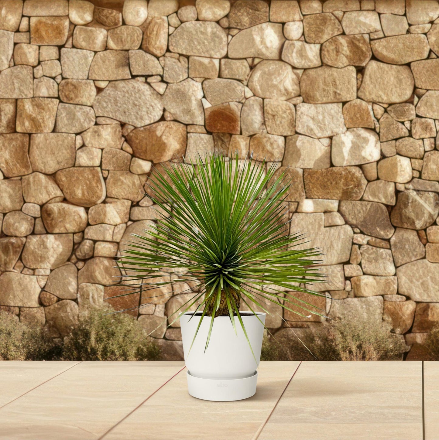 Yucca Rostrata op stam | ↕70 cm - Ø27cm