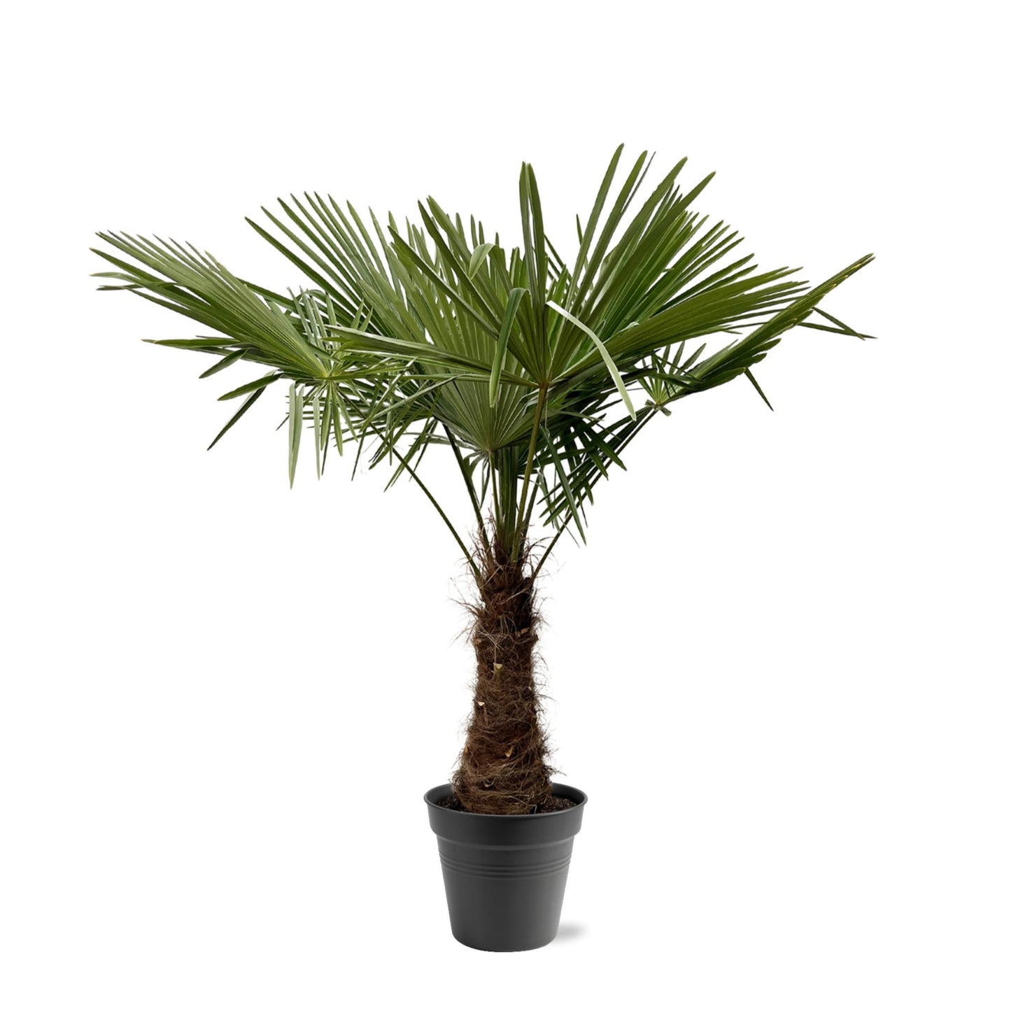 Trachycarpus Fortuneii | ↕220 - 240cm - Ø45cm