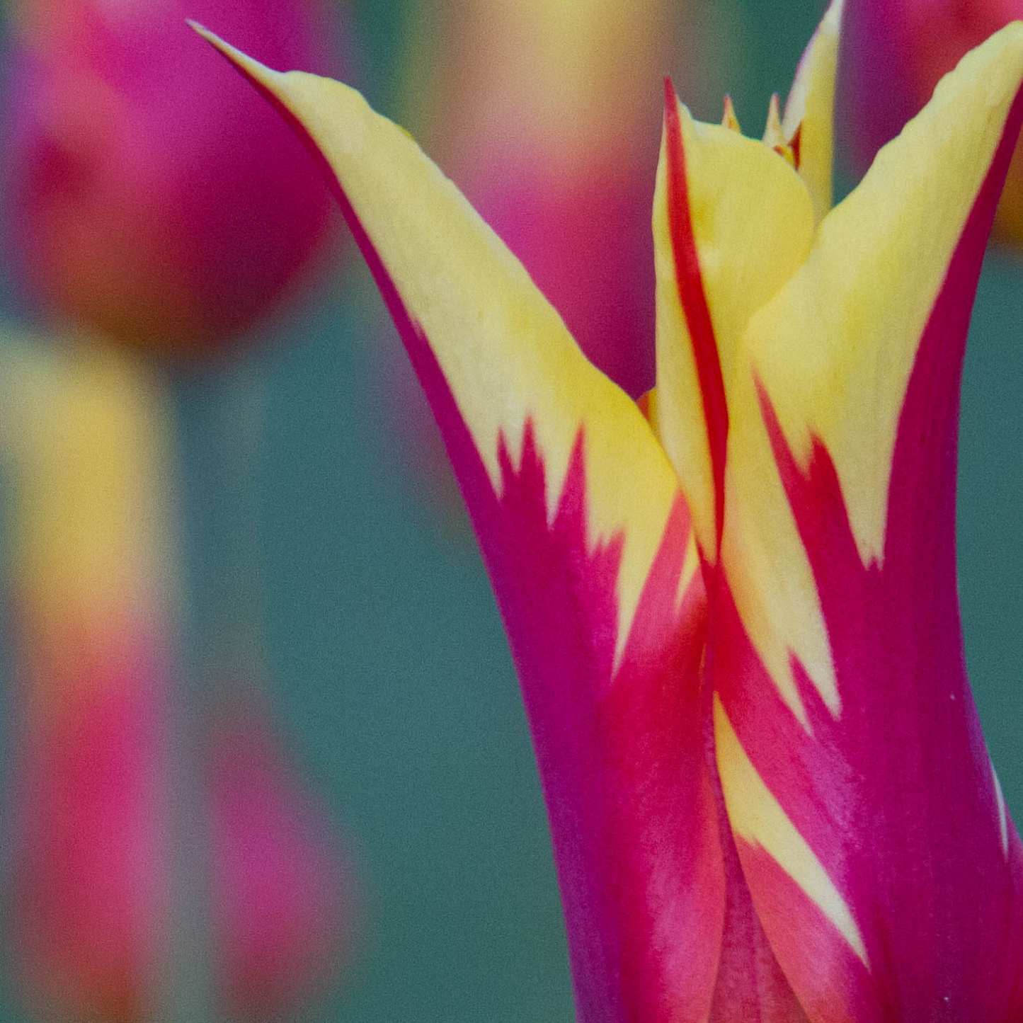20x Tulpenbollen Fire Wings – Rood-Geel Gevlamde Tulp