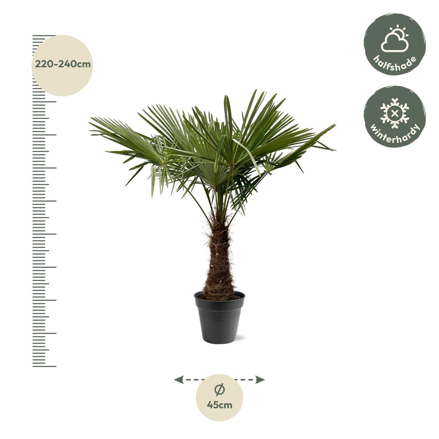 Trachycarpus Fortuneii | ↕220 - 240cm - Ø45cm