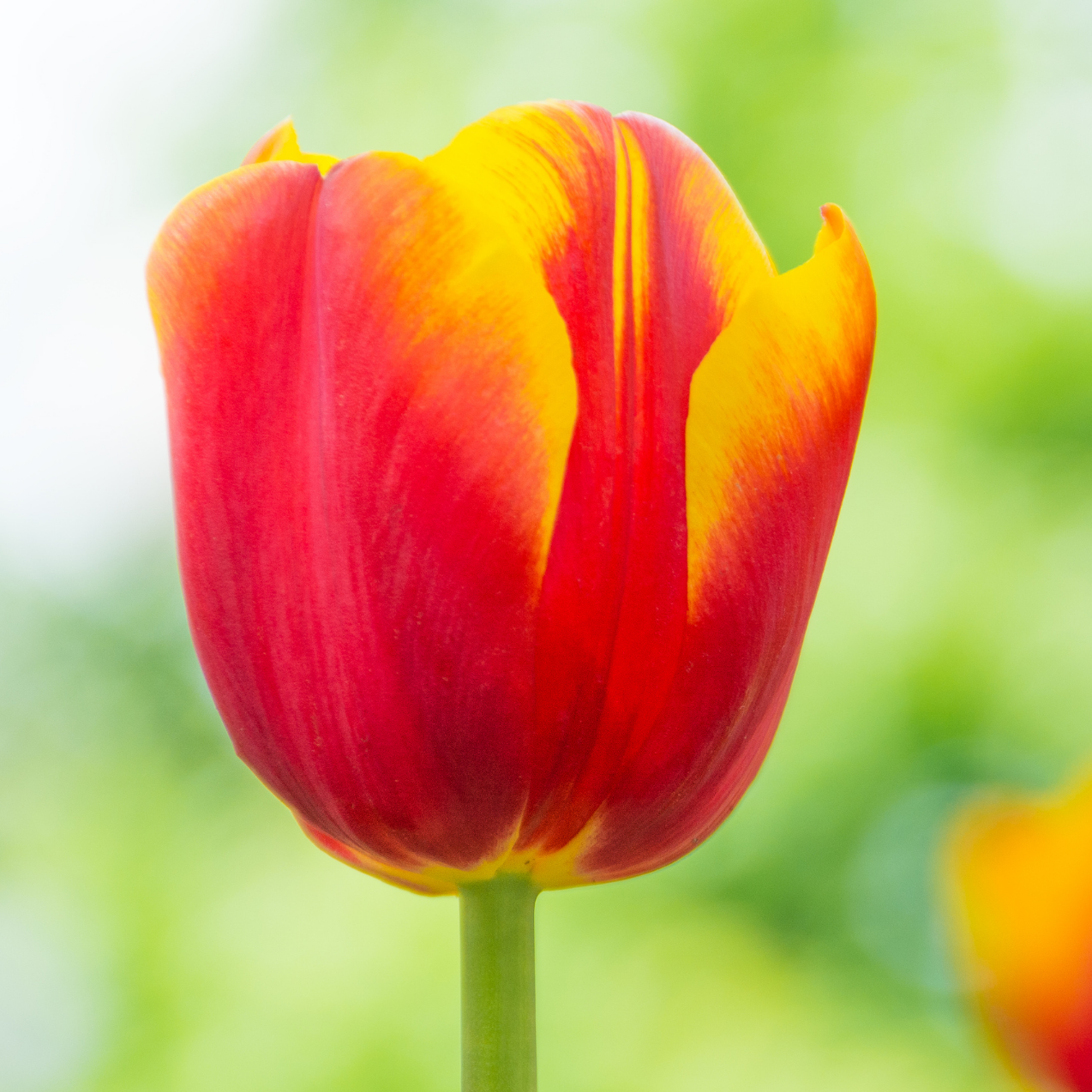 20x Tulpenbollen Dow Jones – Rood-Geel Gestreepte Tulp