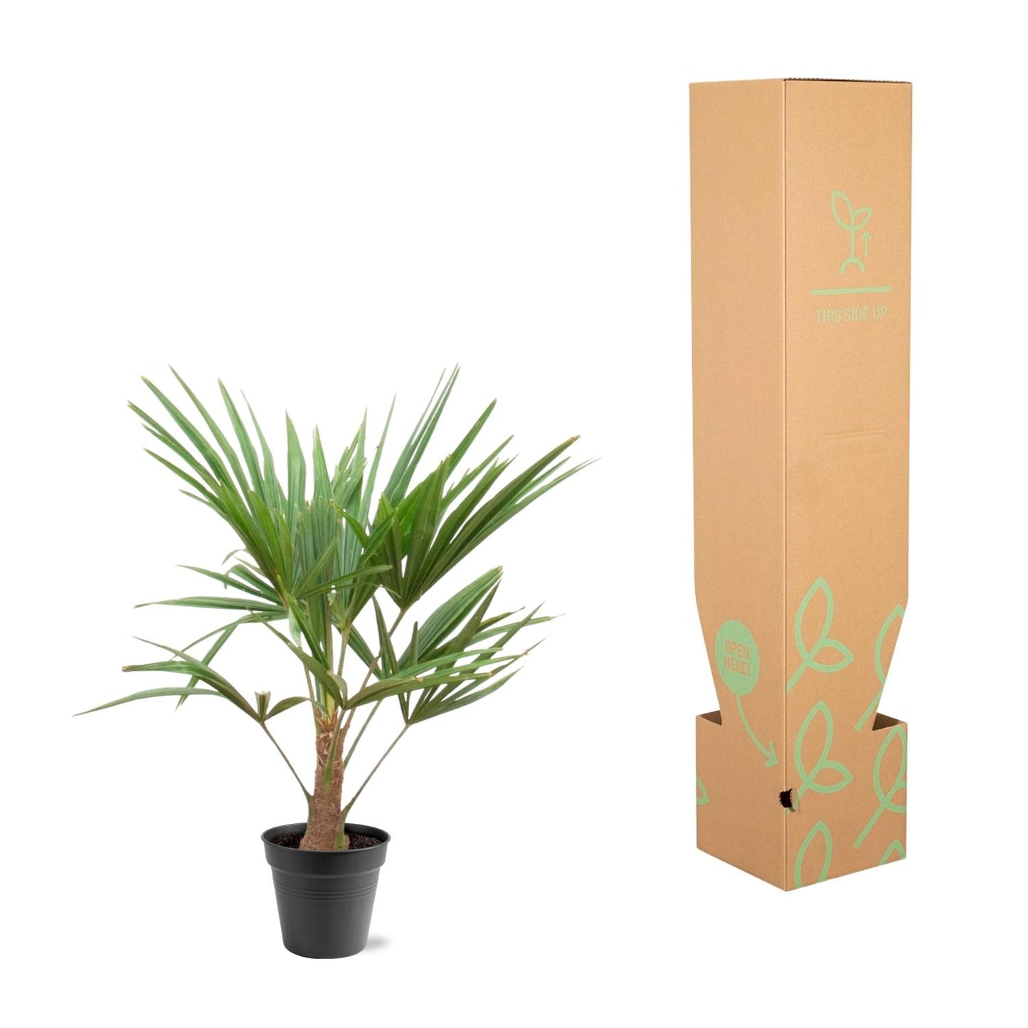 Trachycarpus Fortunei | ↕90-100cm - Ø21cm