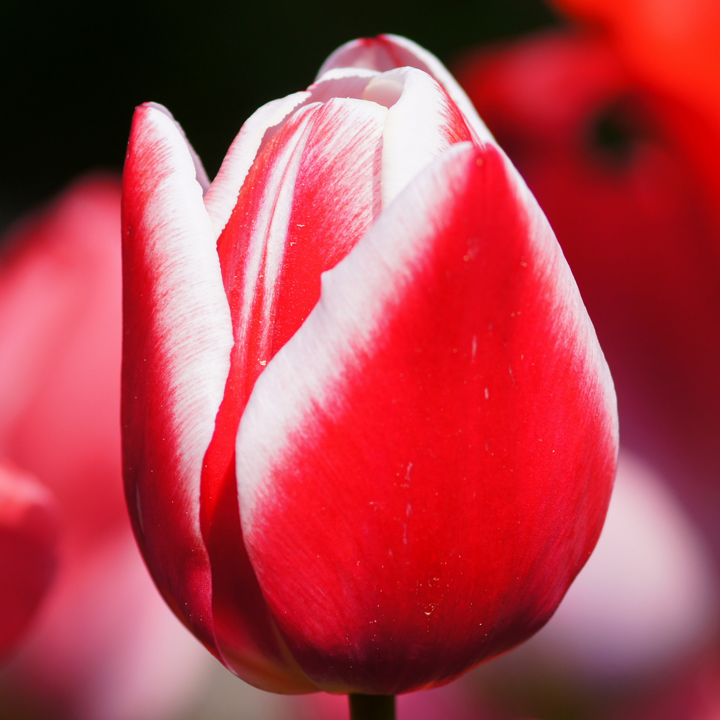 20x Tulpenbollen Candy Apple Delight – Rood-Witte Tulp