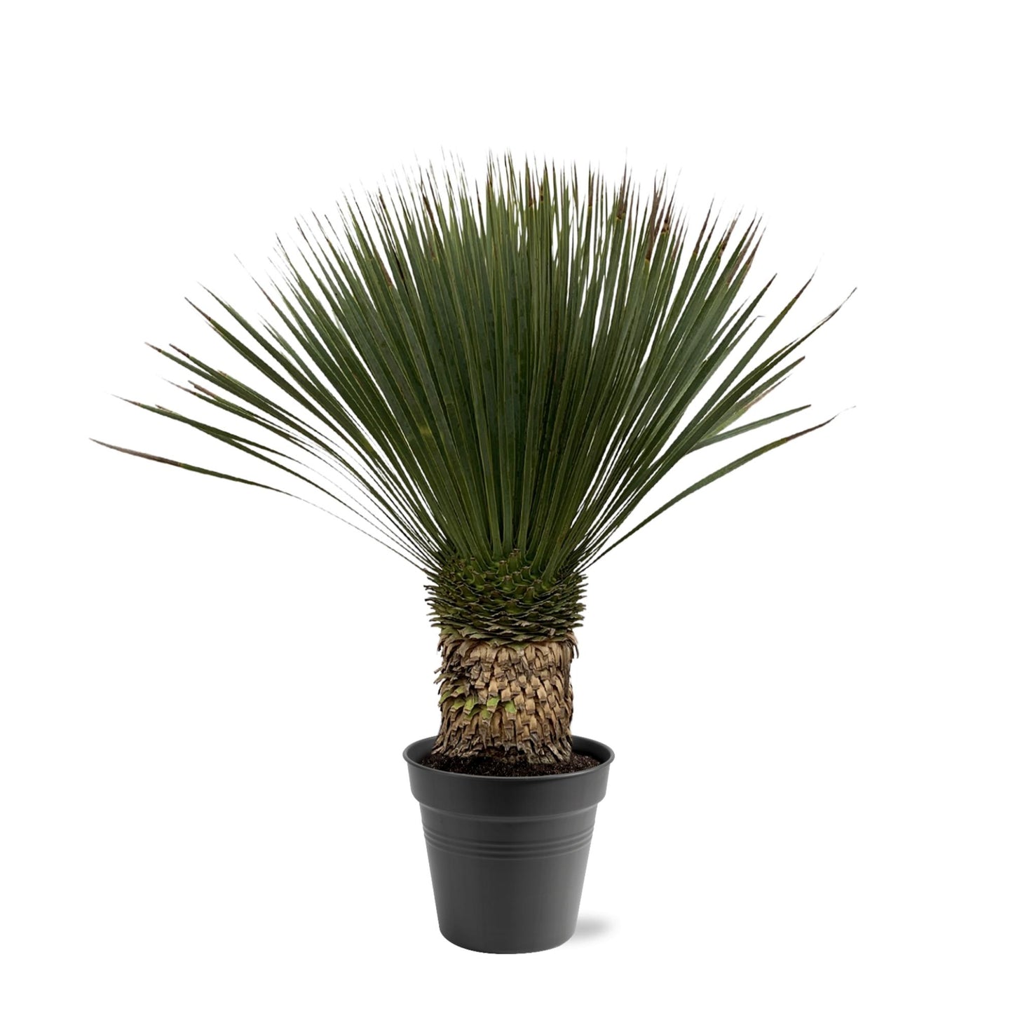 Yucca Rostrata | ↕80 - 100cm - Ø38cm