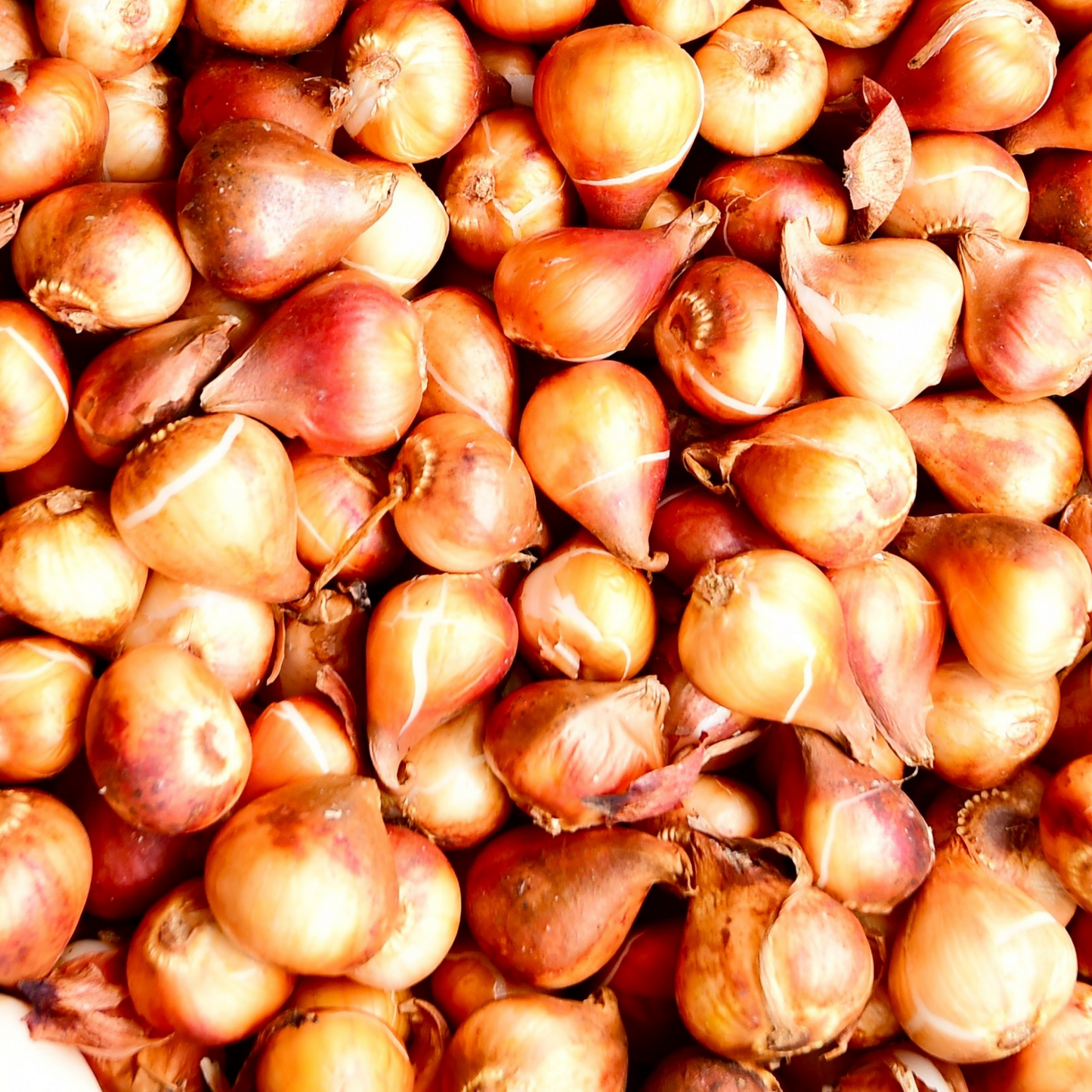 20x Tulpenbollen Apricot Foxx – Zalmroze Tulp