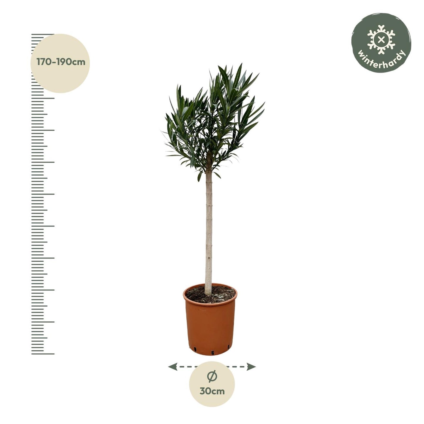 Nerium Oleander op stam met roze bloem | ↕170cm - Ø30cm
