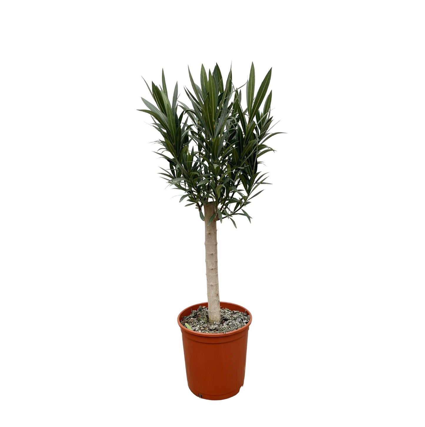 Nerium Oleander op stam met witte bloem | ↕110cm - Ø22cm