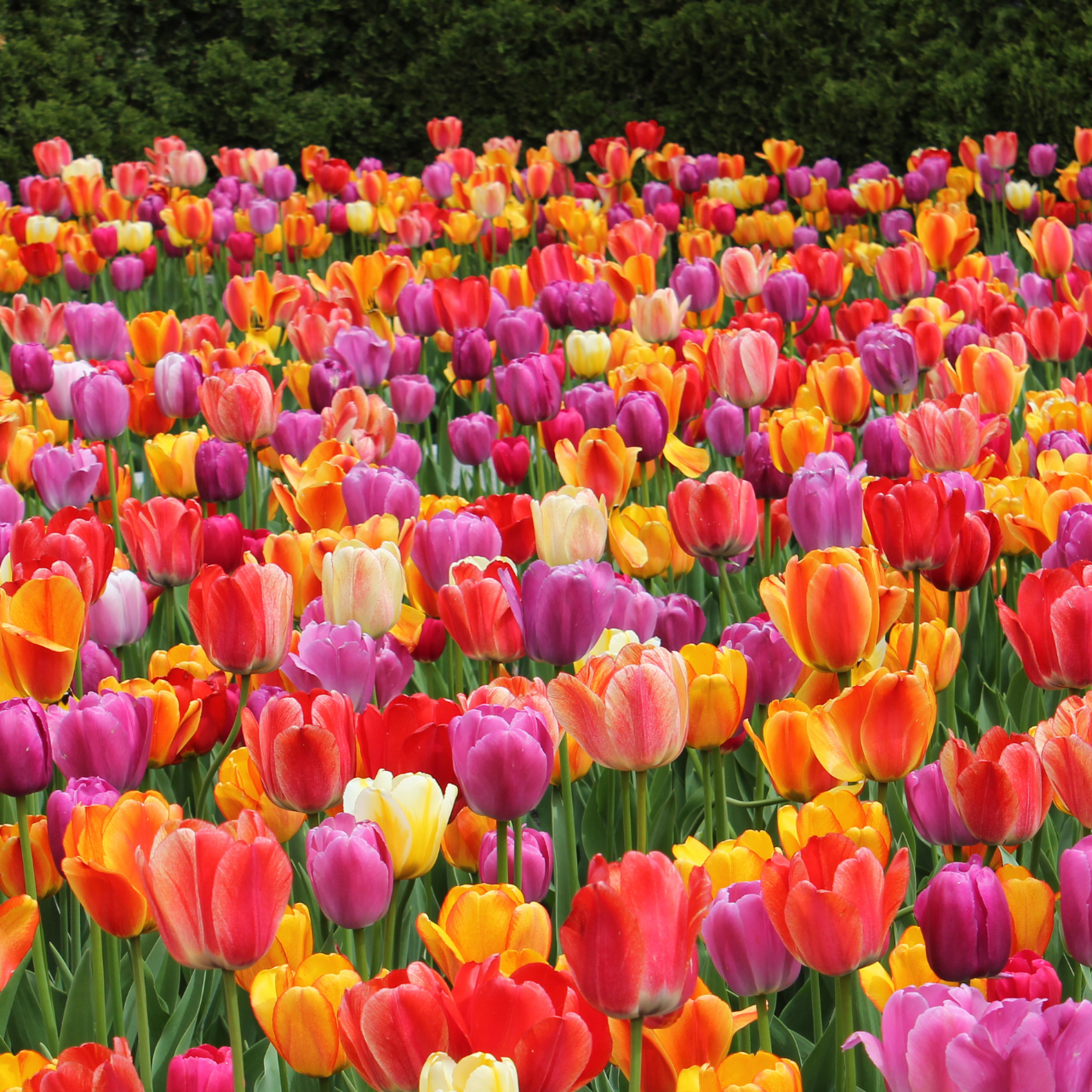 20x Tulpenbollen Mix – Kleurrijke Tulpenmix