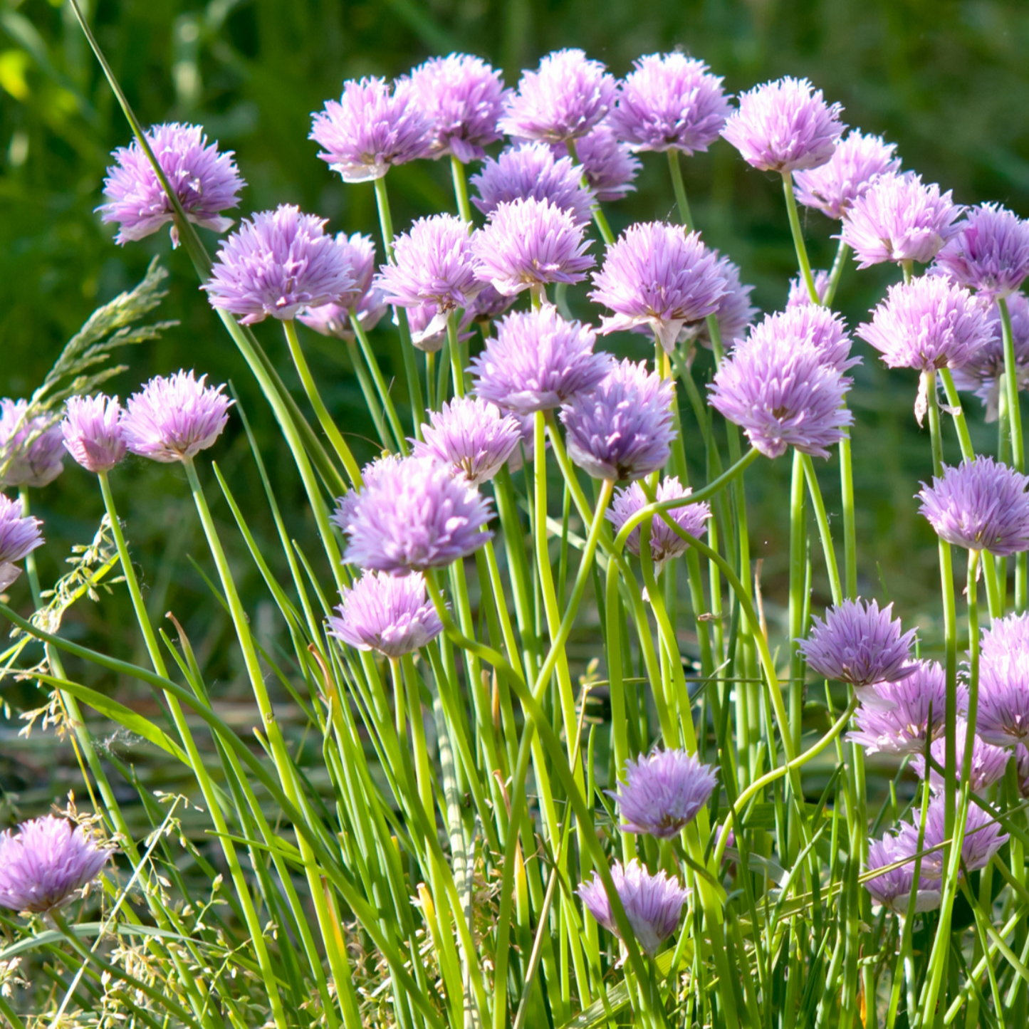 Allium carolinianum 15 stuks
