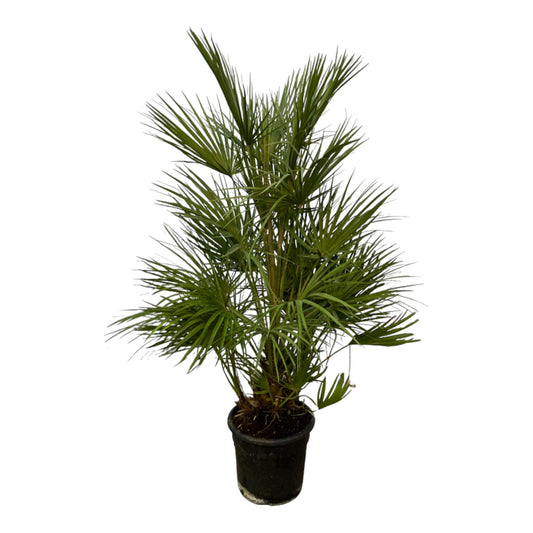 Chamaerops Humilis | ↕130 cm – Ø24 cm