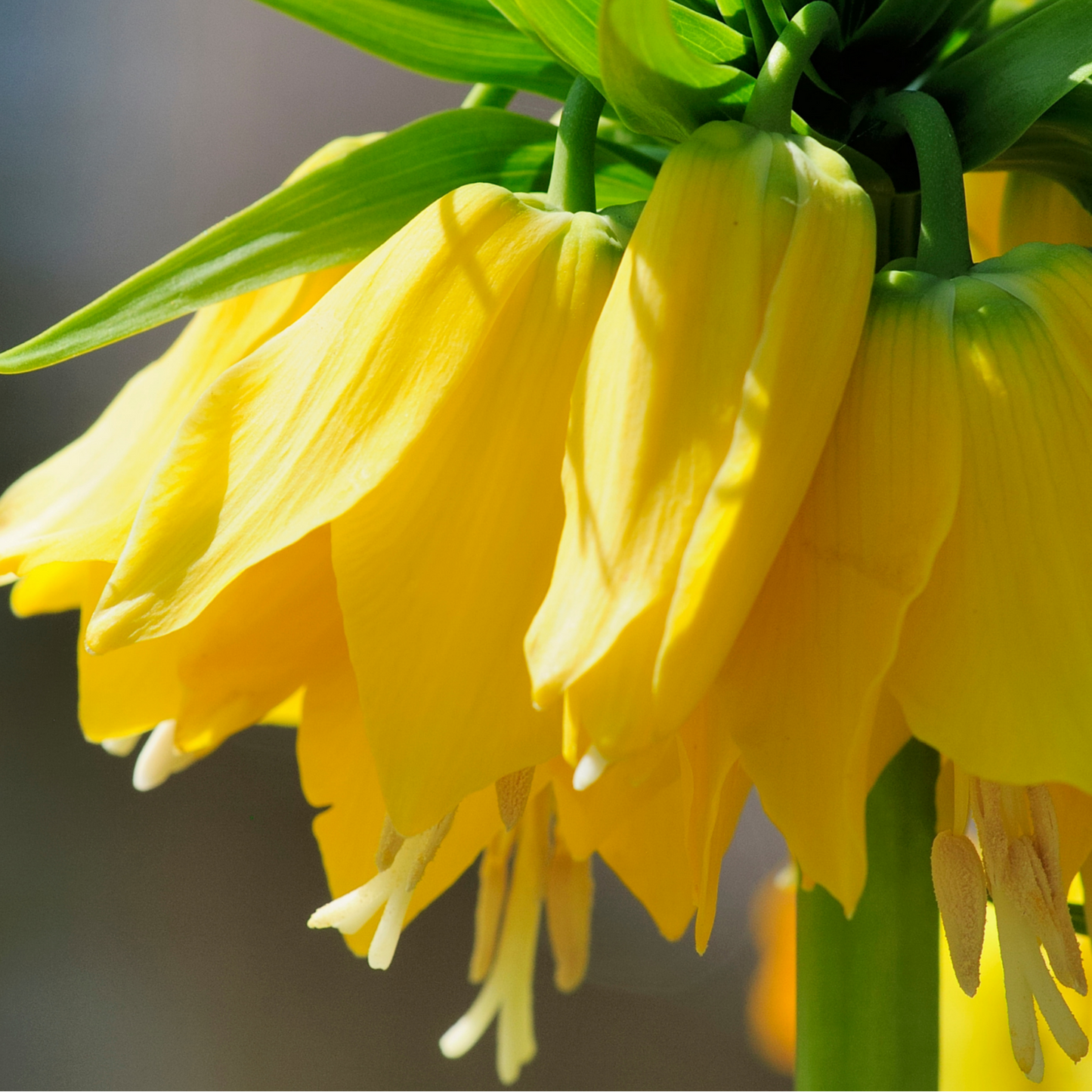 Fritillaria / Keizerskroon Lutea 5 stuks