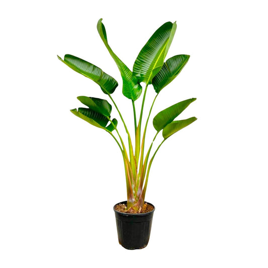 De Strelitzia Plant: Historie en Karakteristieke Eigenschappen.