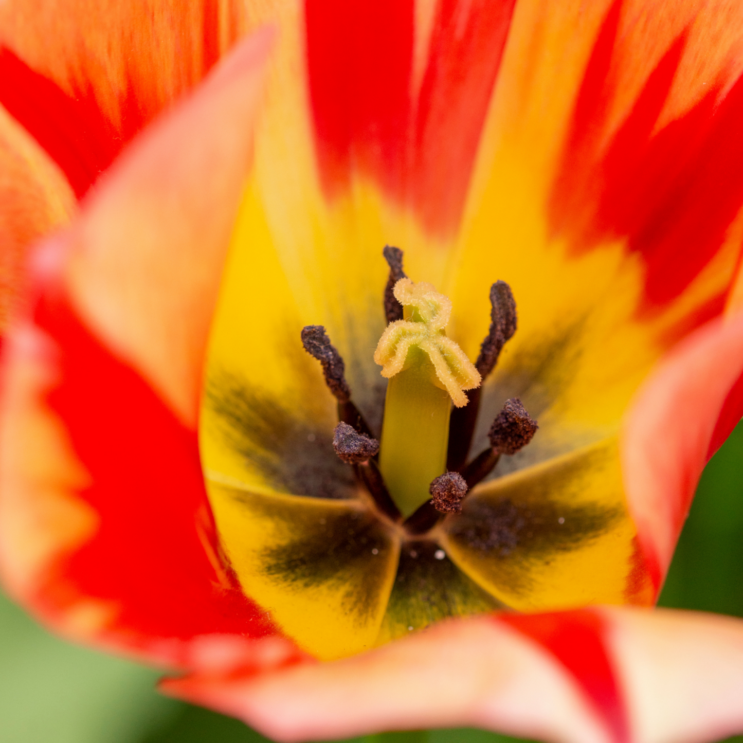 20x Tulpenbollen Spring Break – Rood-Oranje Tulp