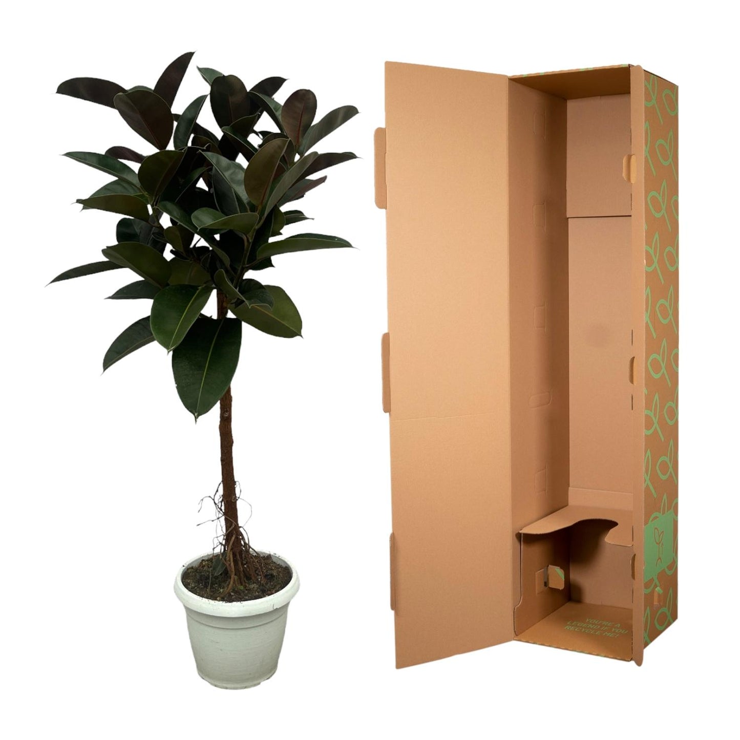 Ficus Elastica Robusta stam | ↕130 cm - Ø24cm