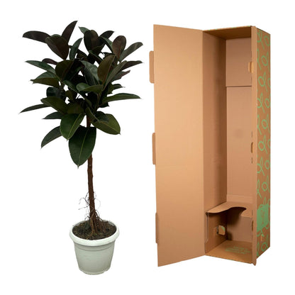 Ficus Elastica Robusta stam | ↕130 cm - Ø24cm