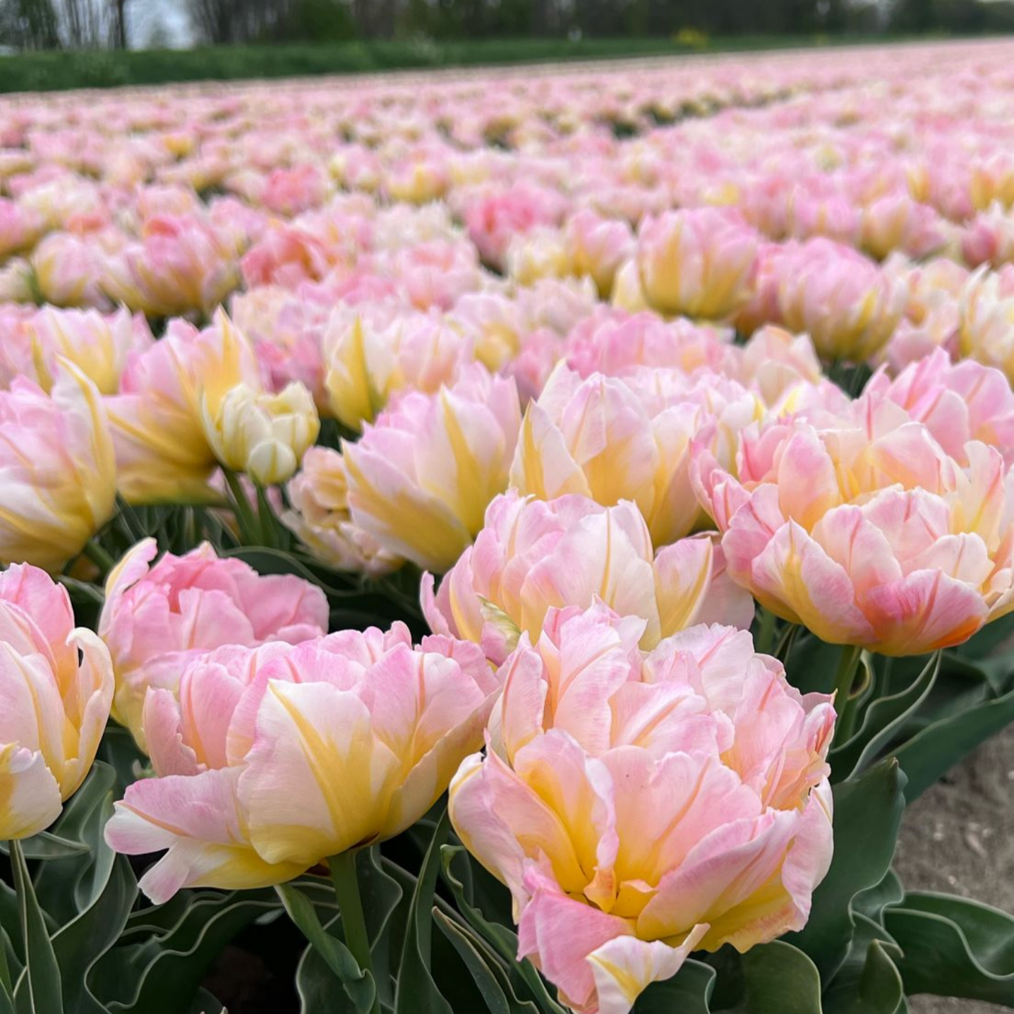 20x Tulpenbollen Password – Roze Dubbelbloemige Tulp