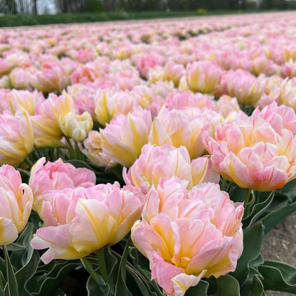 20x Tulpenbollen Password – Roze Dubbelbloemige Tulp