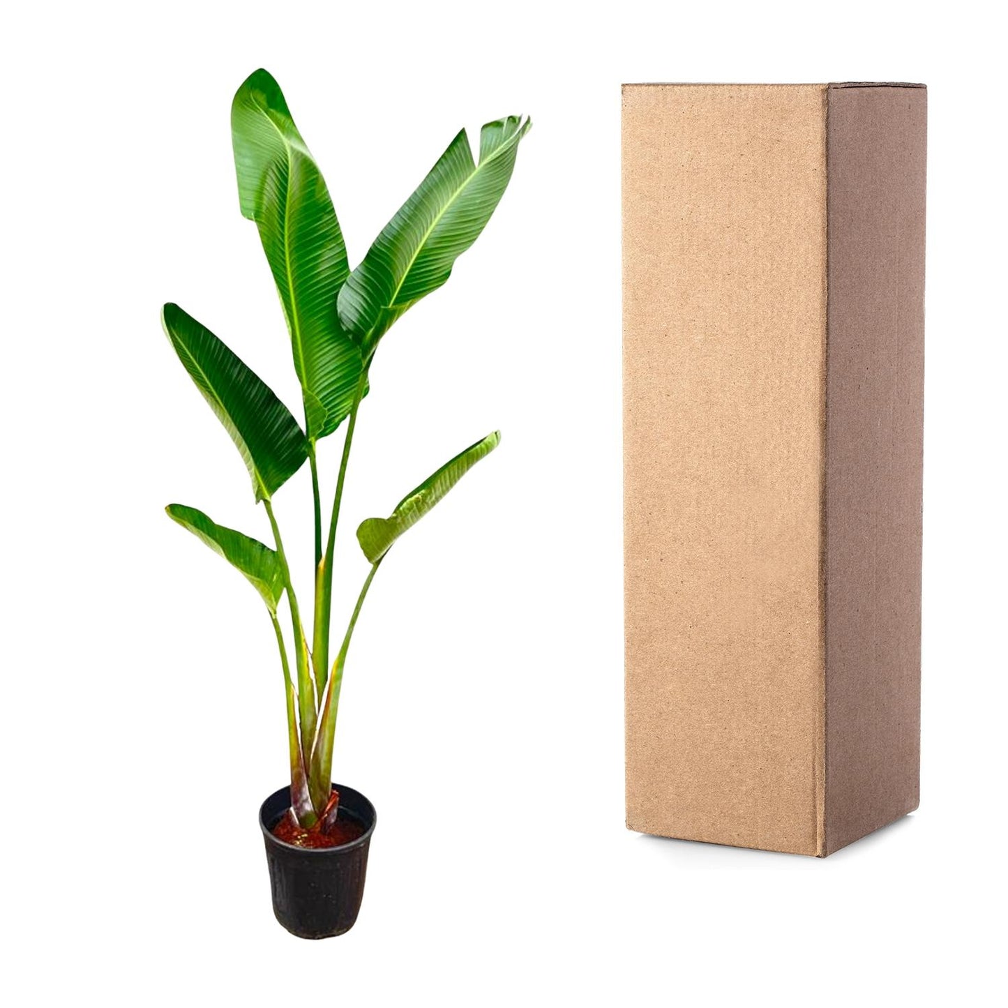 Strelitzia Augusta | ↕220cm - Ø30cm
