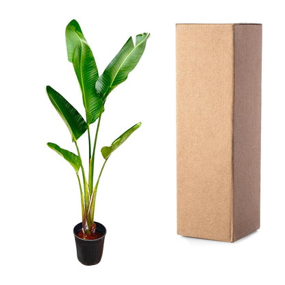 Strelitzia Augusta | ↕220cm - Ø30cm