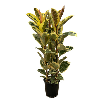 Ficus Elastica Tineke struik | ↕160 cm - Ø28cm