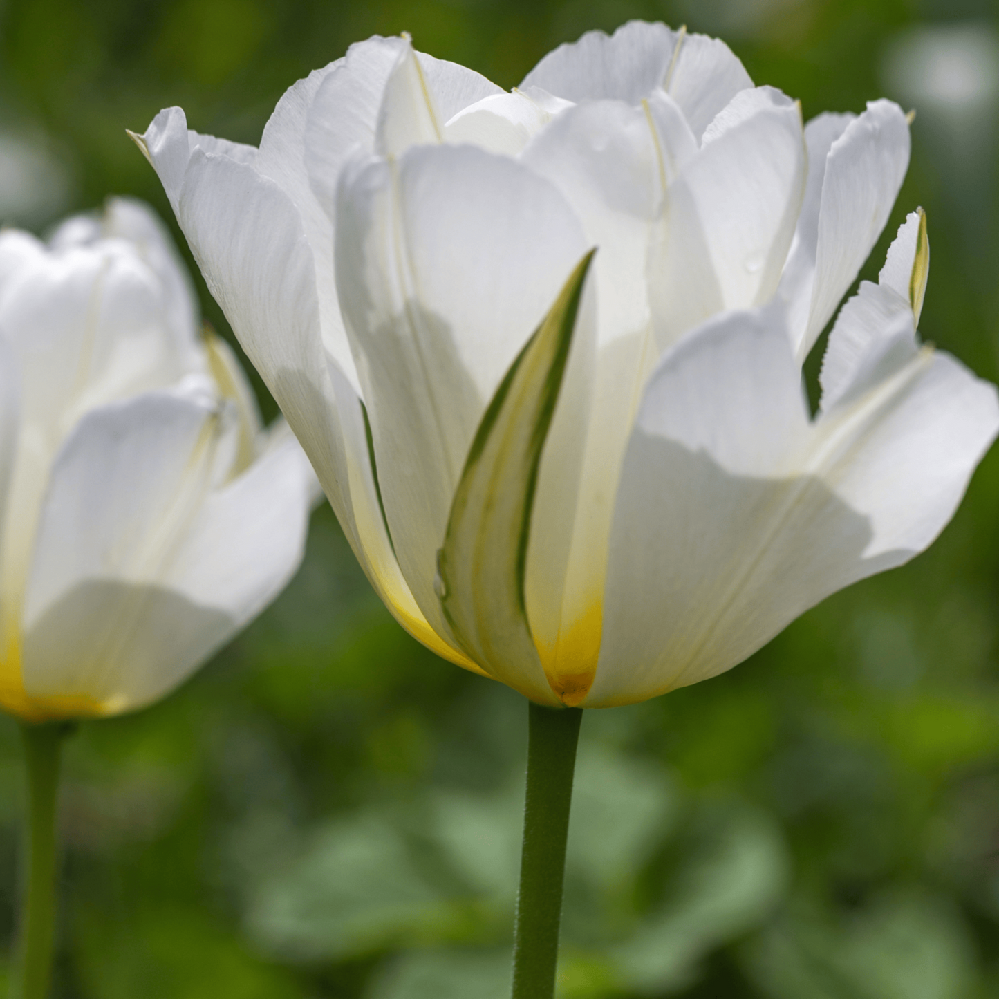 20x Tulpenbollen White Valley – Witte Tulp
